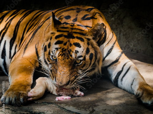 Fotografie tiger eating meat in a zoo