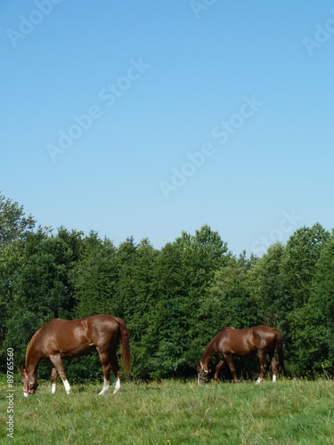 Pferde 2 © kettenkarussell