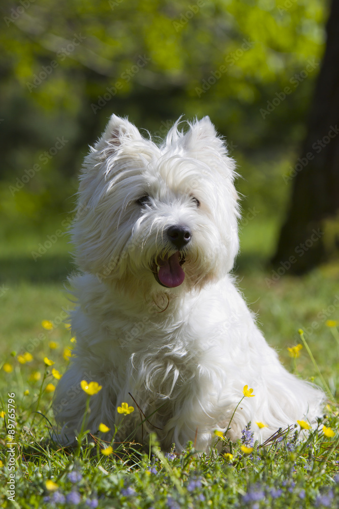 West Highland White Terrier outdoor