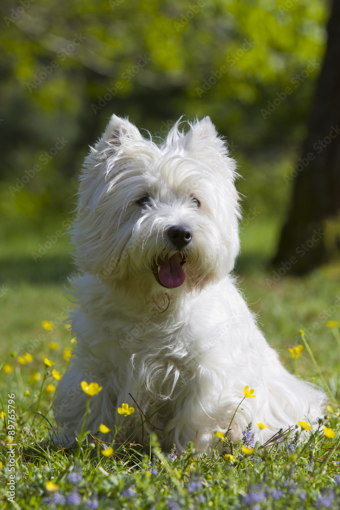 West Highland White Terrier outdoor West Highland White Terrier outdoor