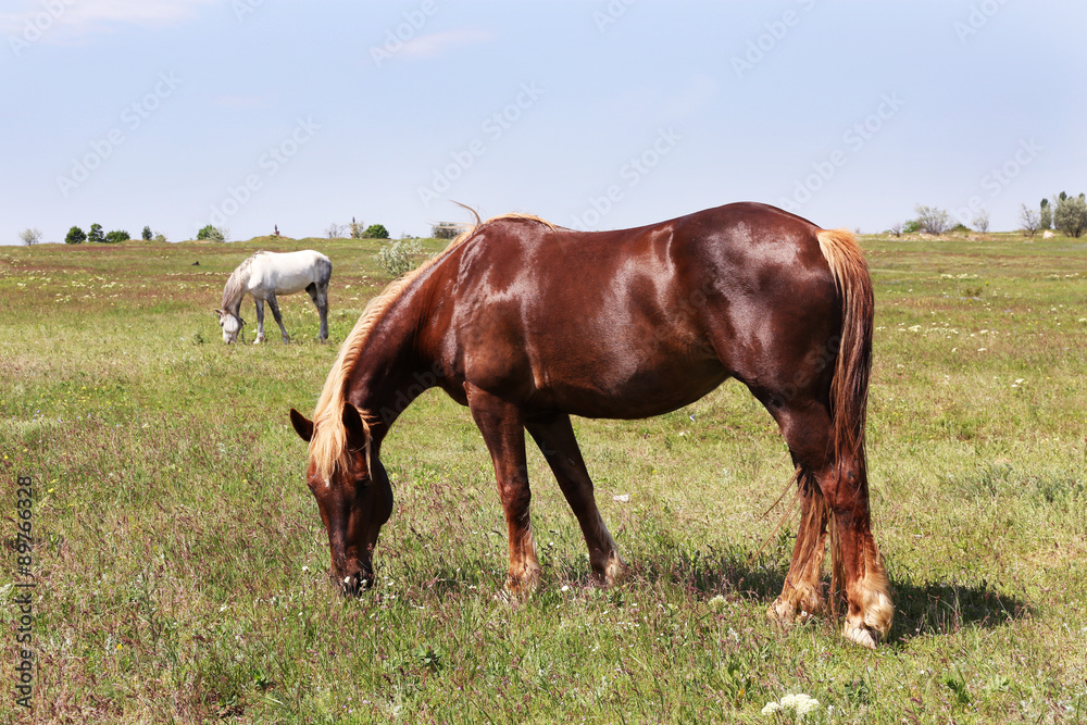 Beautiful brown horse grazing on meadow Beautiful brown horse grazing on meadow
