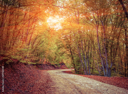 Colorful autumn landscape in the forest with old road