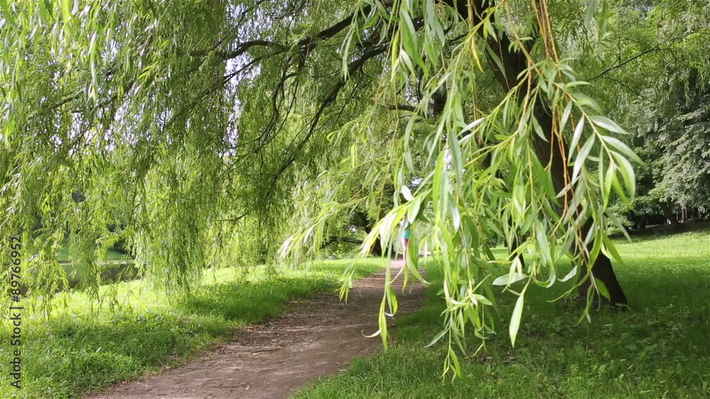 Young slender woman jogging in a city park. Dolly shot. Young slender woman jogging in a city park. Dolly shot.