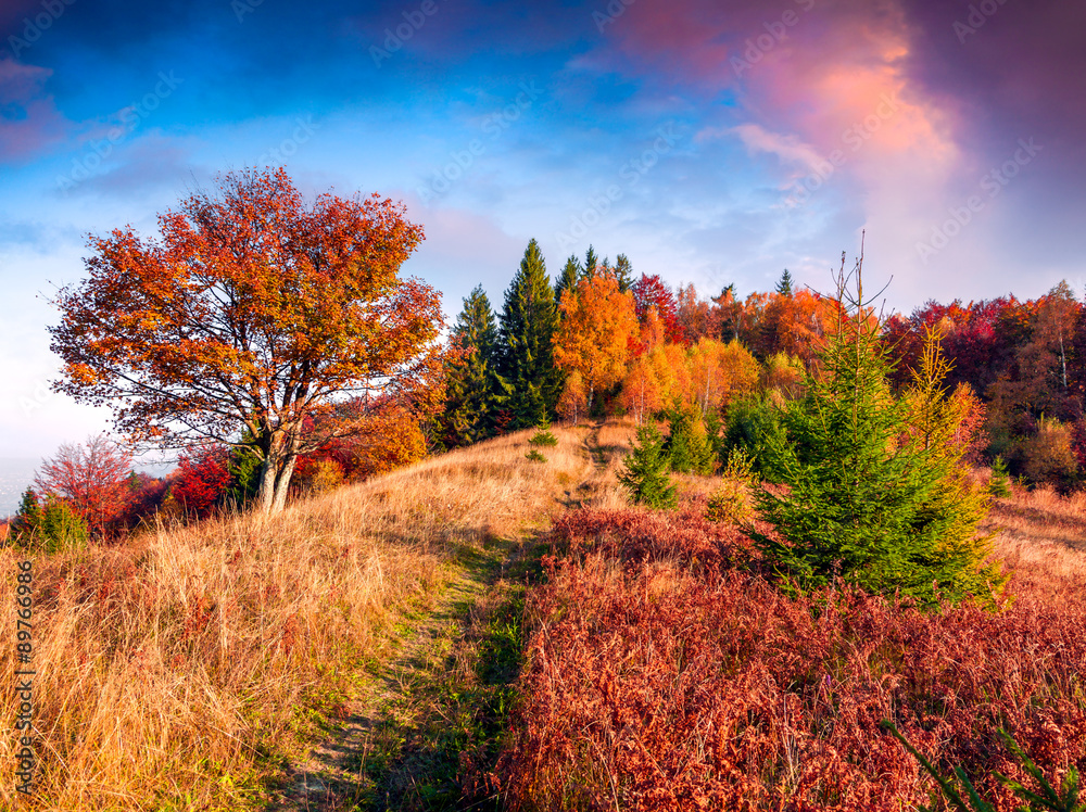 Fototapeta premium Colorful autumn morning in the Carpathian mountain forest.