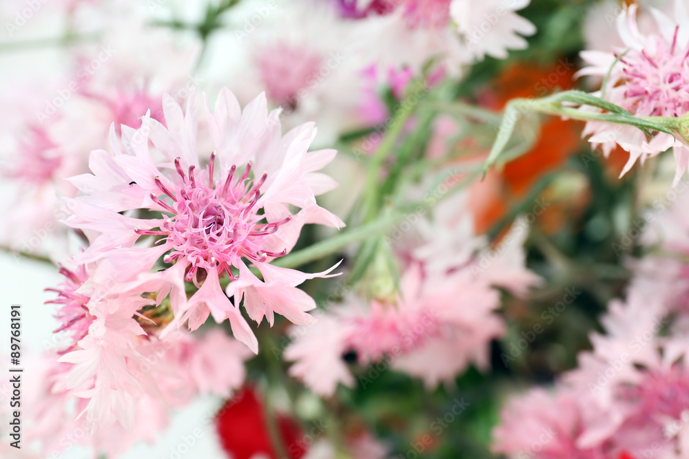 Obraz premium Beautiful small cornflowers close up