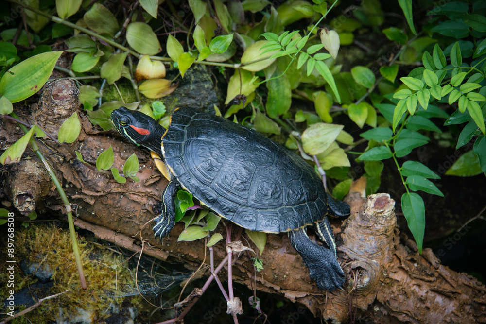 Obraz premium Red eared terrapin