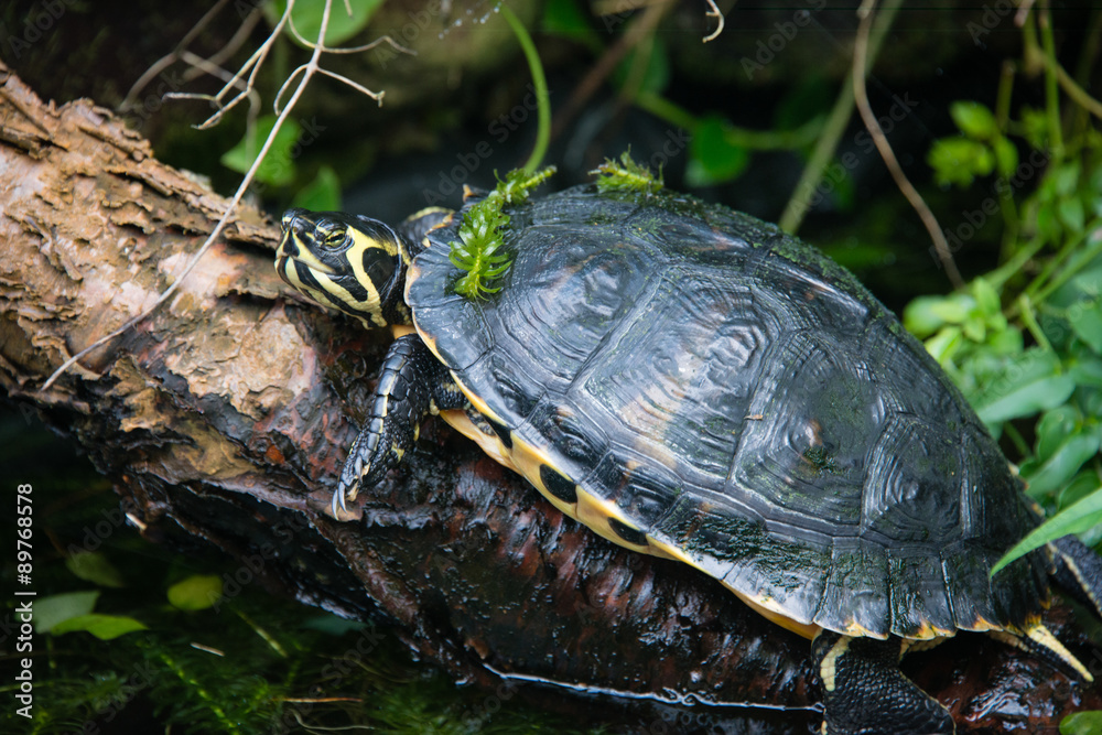 Fototapeta premium Yellow bellied slider