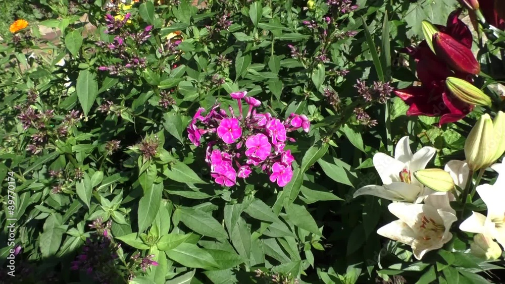 Phlox grow in the garden Phlox grow in the garden