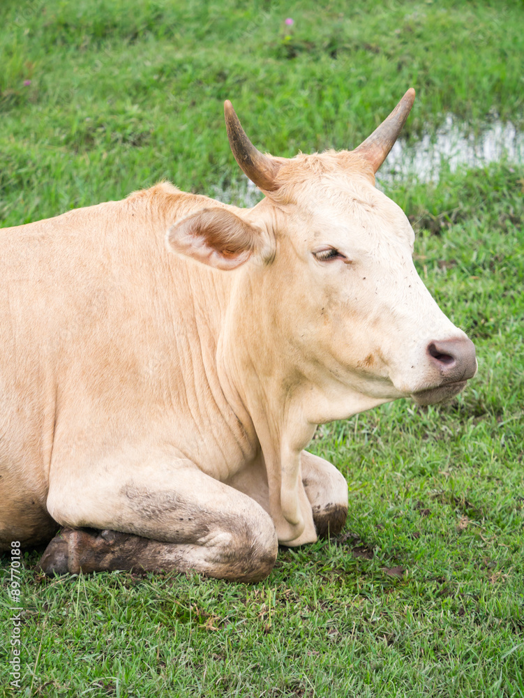 Brown cow Brown cow