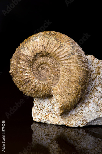 Ammonite Fossil.