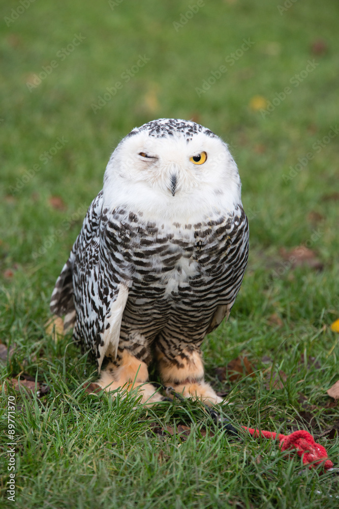 Fototapeta premium Captive owl winking