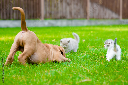 Fototapeta Naklejka Na Ścianę i Meble -  Dog and two kittens playing together outdoor
