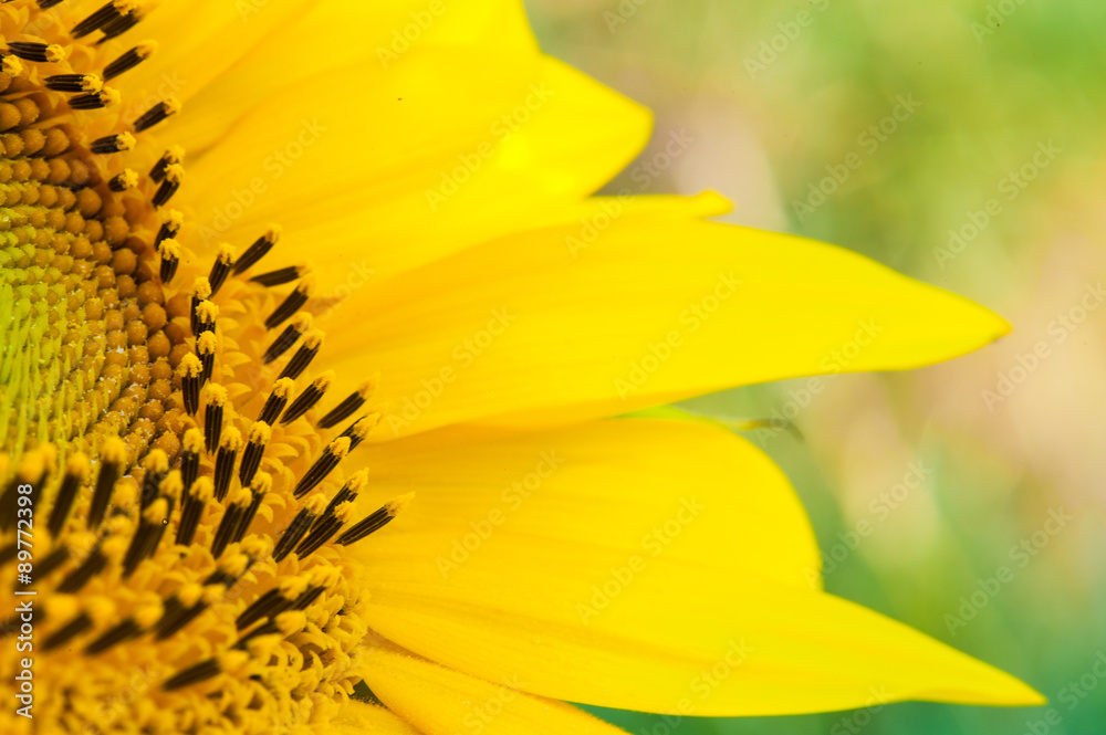 Naklejka premium Sonneblumen