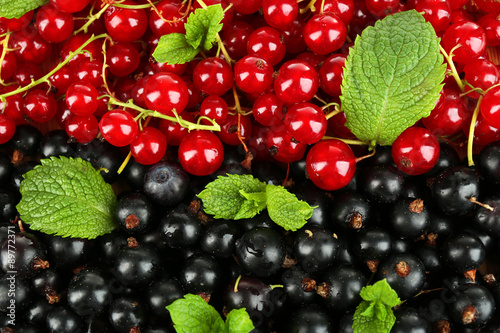 Ripe red and black currant background
