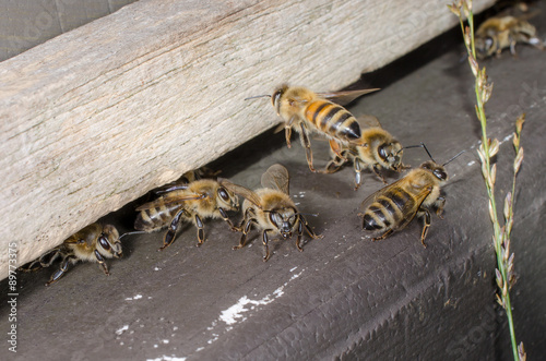 Honigbiene fliegt zur  ck zum Stock