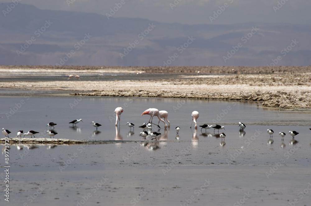 Flamingoes, Laguna Altiplanica, Atacama Desert, Chile Flamingoes, Laguna Altiplanica, Atacama Desert, Chile