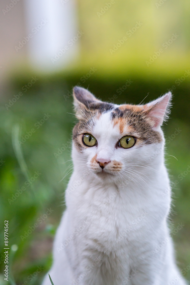 三毛猫なのらねこ