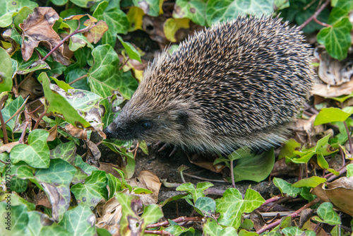 Young hedgehog in garden