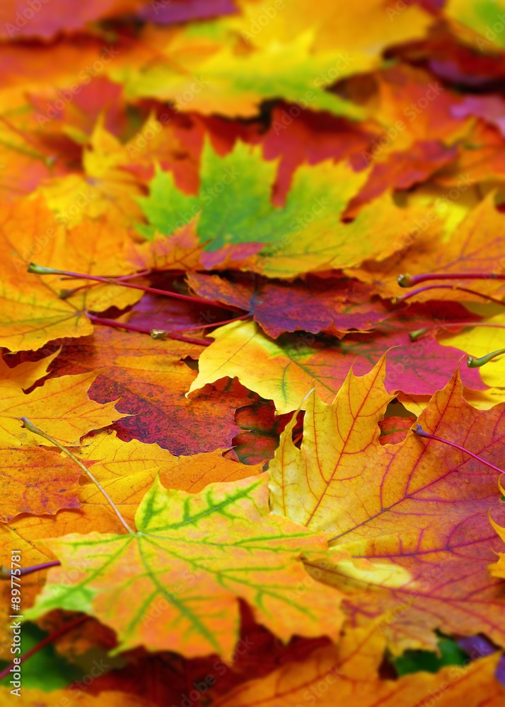 Obraz premium autumn colorful leaves background
