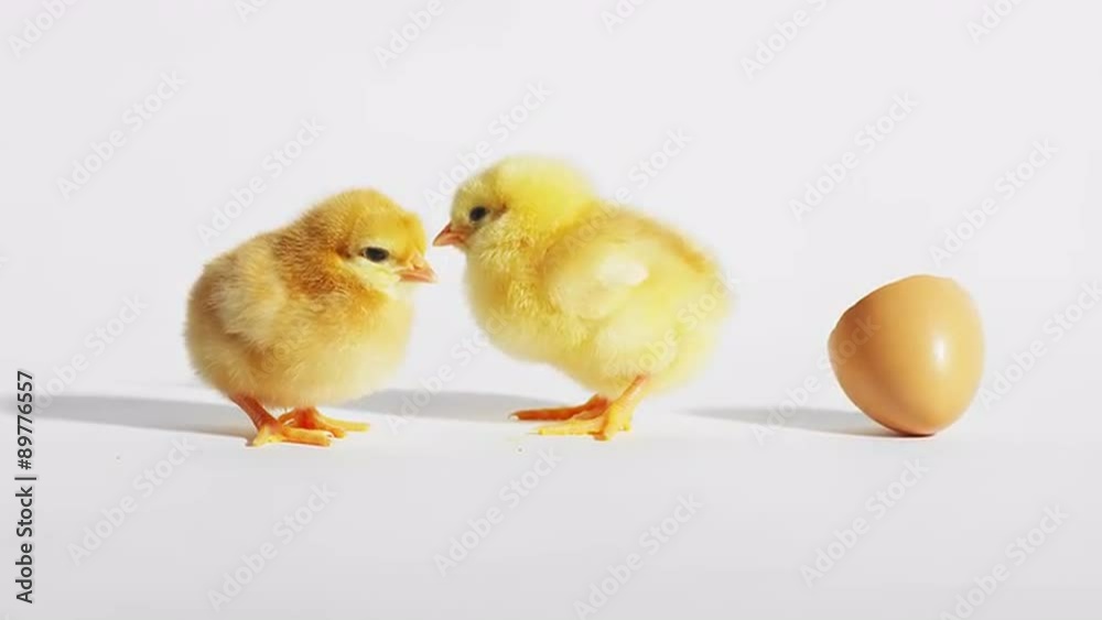 Baby chicks play with an eggshell on a white background
Baby chicks play with an eggshell on a white background