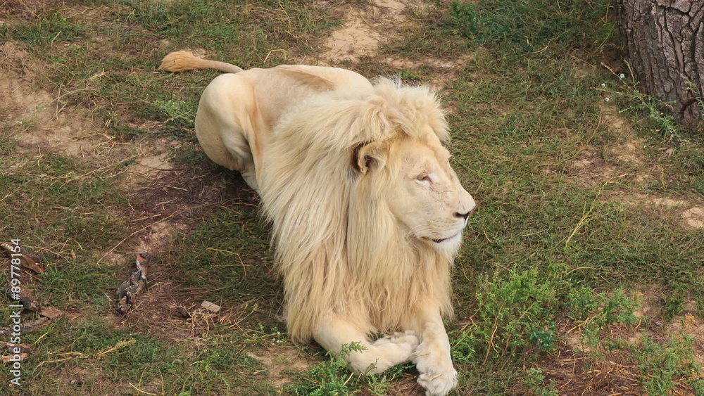 White Lion White Lion