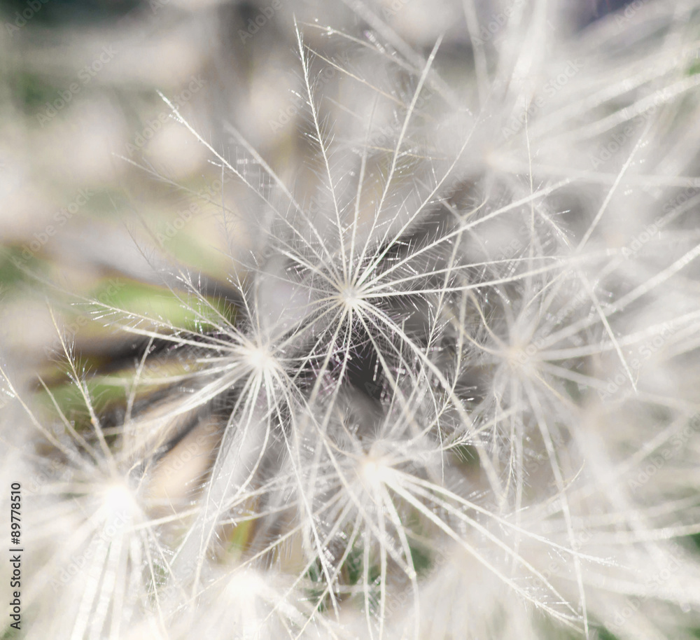 macro of sfot white dandelion