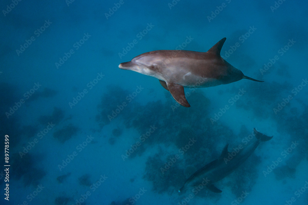Fototapeta premium Two Dolphins