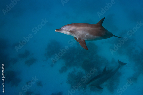 Two Dolphins