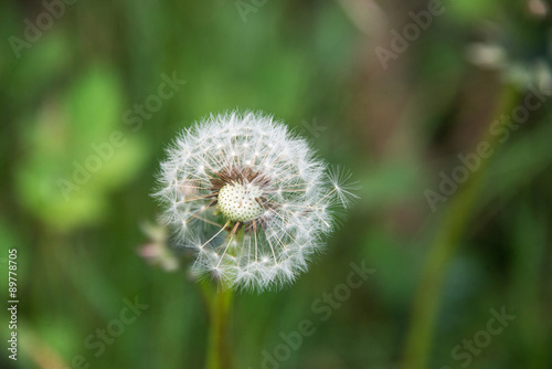 Common dandelion