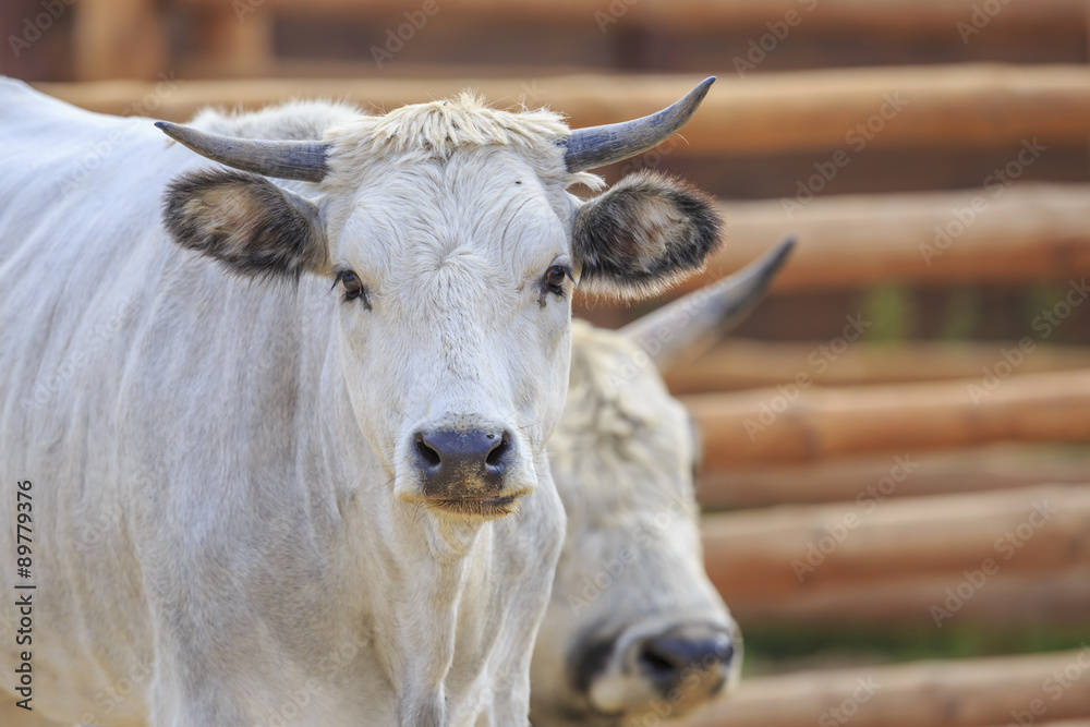 cattle cattle