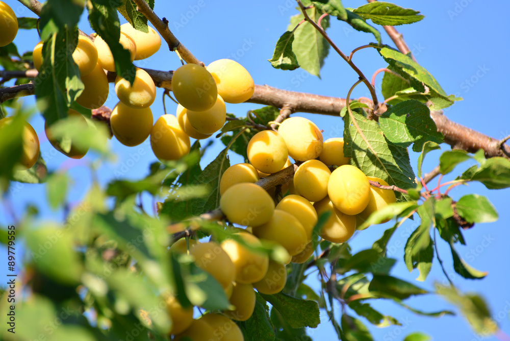 Harvest ripe yellow plums on  tree