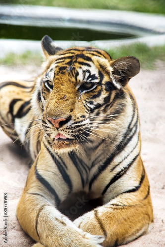 Bengal tiger in a zoo in Million Years Stone Park in Pattaya  Thailand