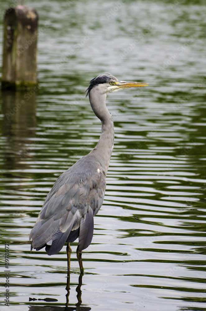 Grey Heron Grey Heron