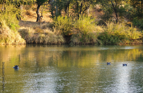 Hippopotame in Limpopo river photo