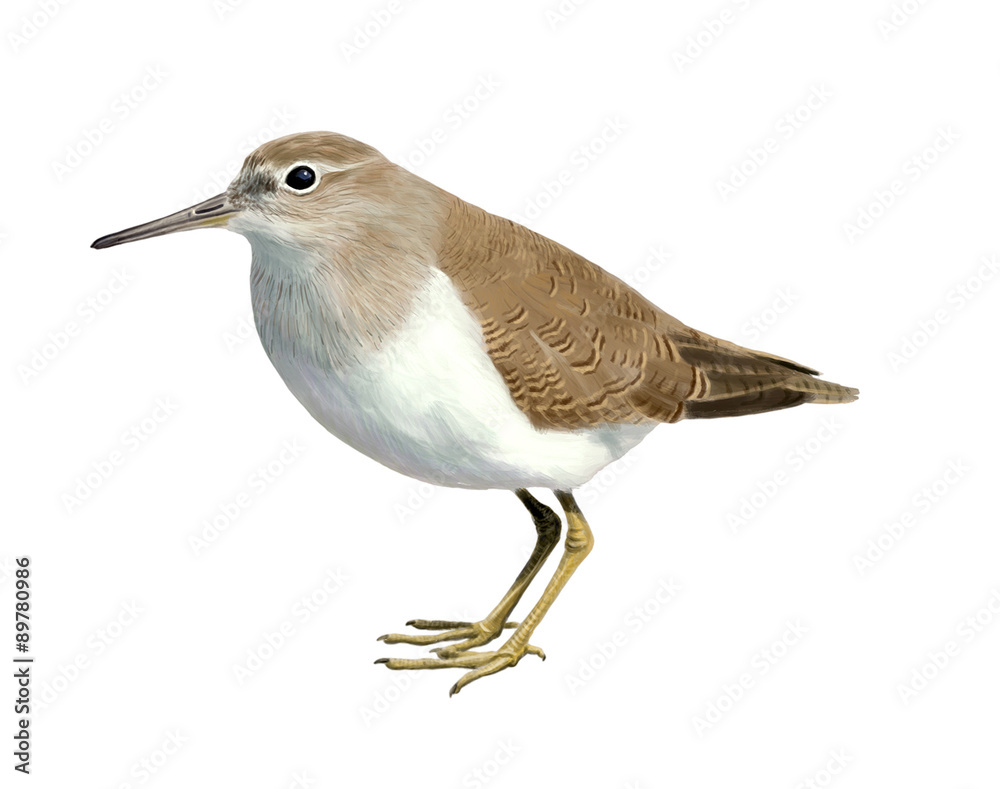 Obraz premium Common sandpiper