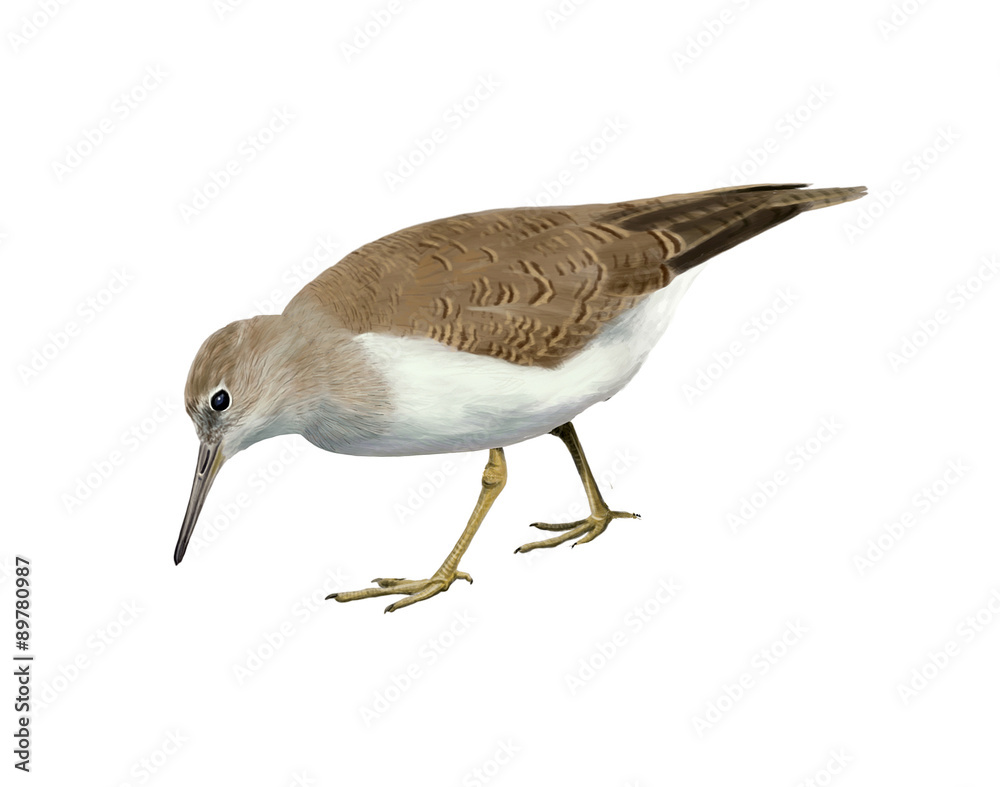 Common sandpiper Common sandpiper