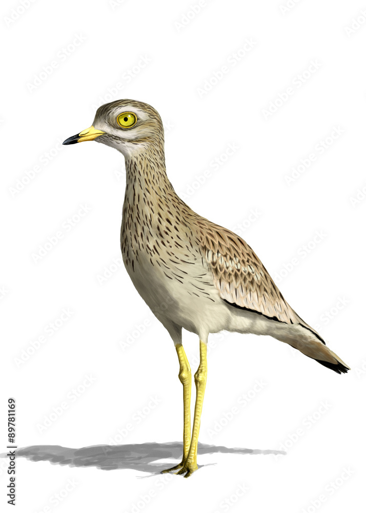 Obraz premium Eurasian stone-curlew