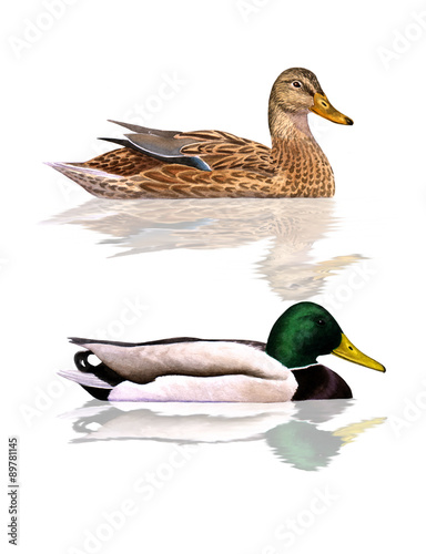 Mallards