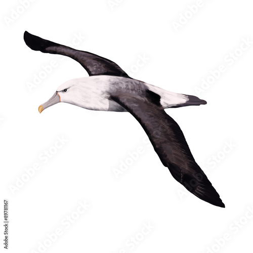 Schilderij op canvas Albatross