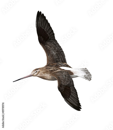 bar-tailed godwit photo
