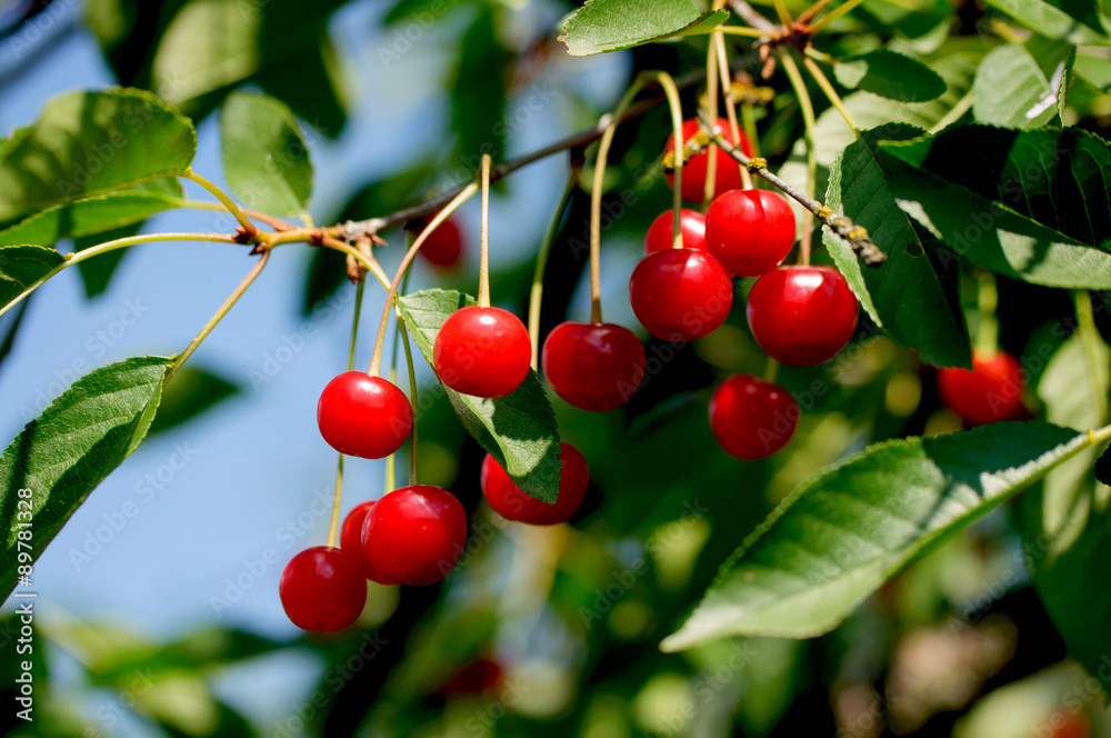 Cherry on a branch