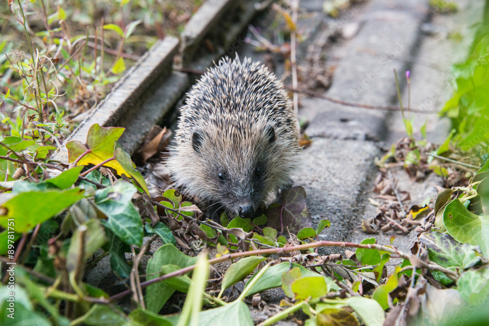 Naklejka premium Young hedgehog in garden