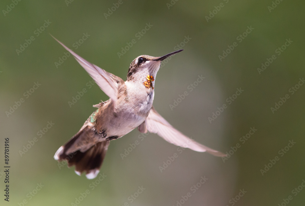 Fototapeta premium Hovering Hummingbird with Blurred Background