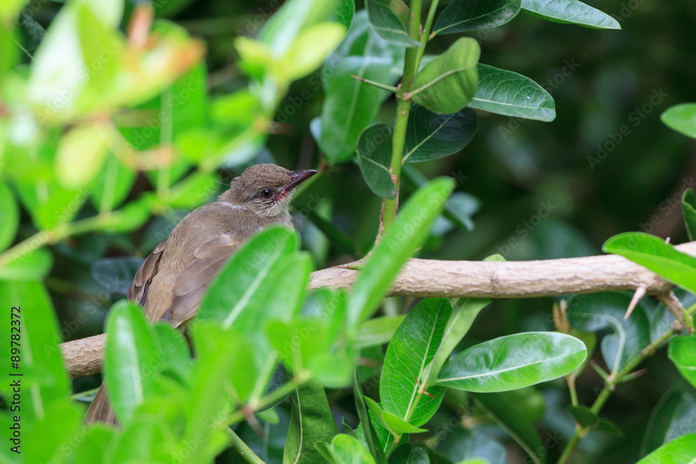 Fototapeta premium A young Streak-eared Bulbul hold on branch