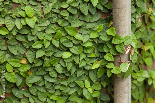 Background of Coatbuttons (Ficus pumila) on the wall.