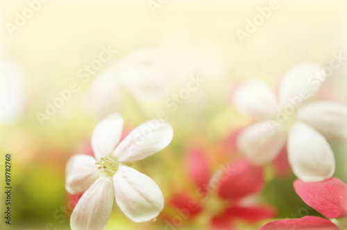 Flower in the tropical forest   in soft color style for background  