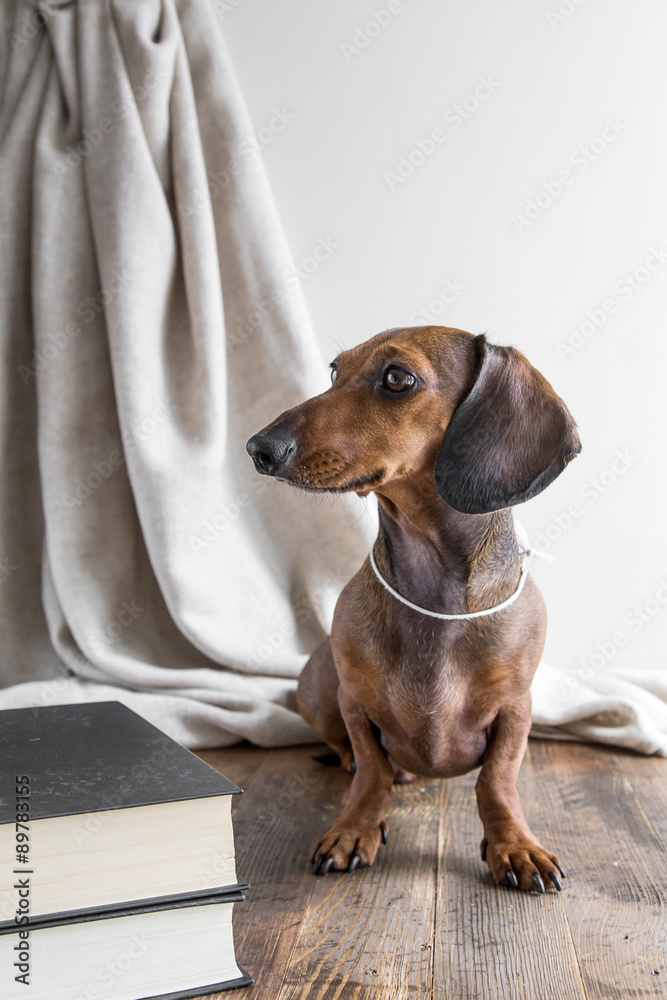 Red dachshund dog on wooden table