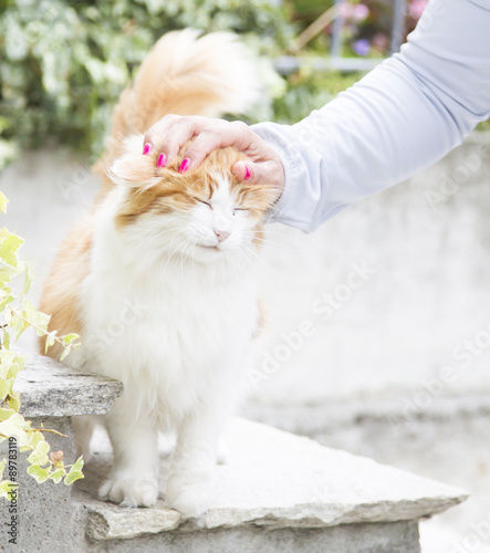 cuddly animal, cat purring photo