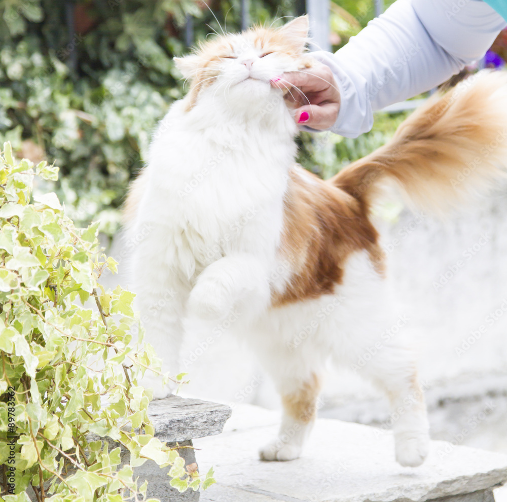 Obraz premium scrapers for cat, european breed