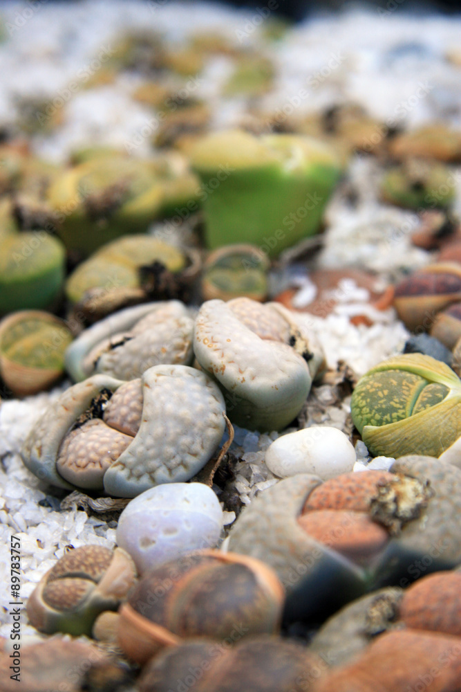 Lithops / Cacti pebbles in a greenhouse in Moscow (Russia) Lithops / Cacti pebbles in a greenhouse in Moscow (Russia)